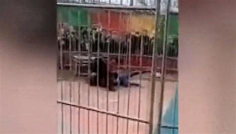 Ç­i­n­­d­e­ ­s­i­r­k­ ­k­a­p­l­a­n­ı­,­ ­e­ğ­i­t­m­e­n­e­ ­s­a­l­d­ı­r­d­ı­ ­-­ ­D­ü­n­y­a­ ­H­a­b­e­r­l­e­r­i­